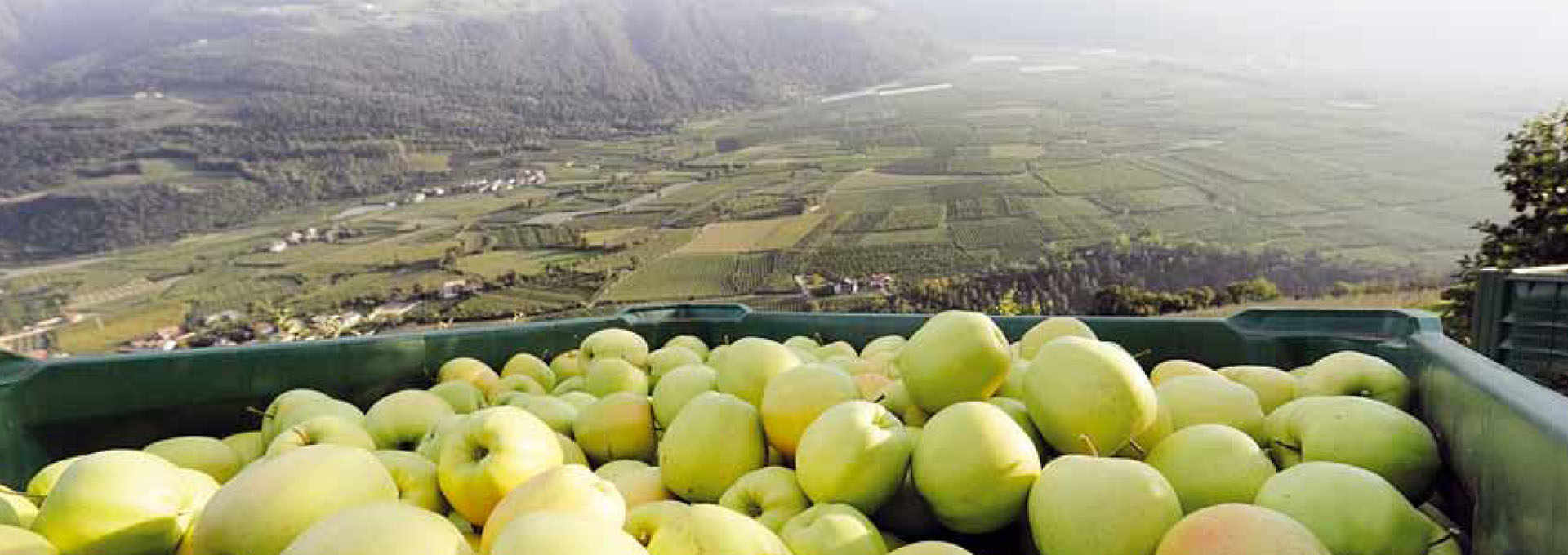 The Apple of Val Venosta’s eye