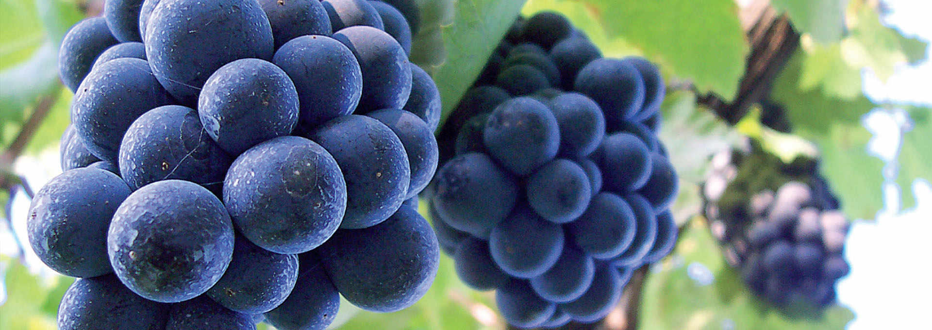 Famoso, The Grape That Italy Forgot