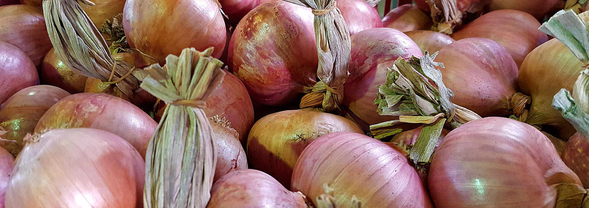 The Coppery Montoro Onion