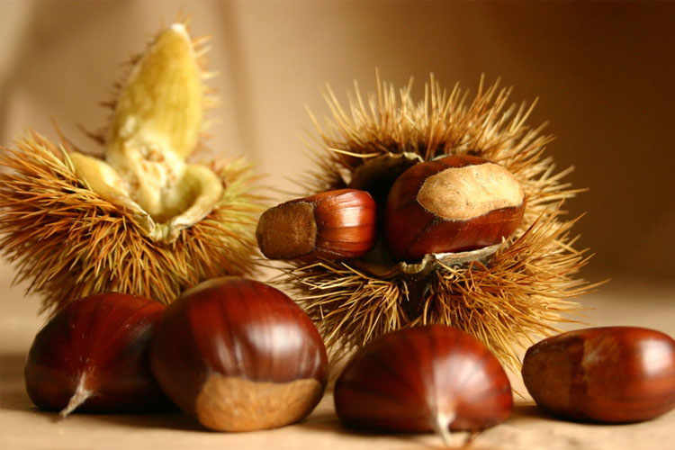 The Chestnut of Cuneo PGI