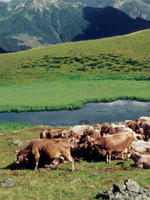 The Pastures of the Brembana Valley