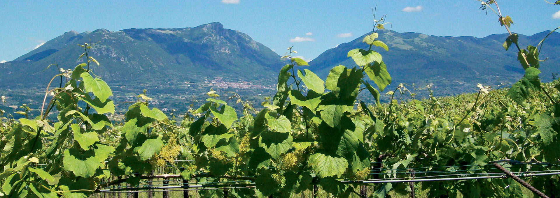 Catalanesca and Casavecchia: two emerging autochthonous wines from Campania