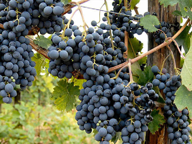 Catalanesca and Casavecchia: two emerging autochthonous wines from Campania