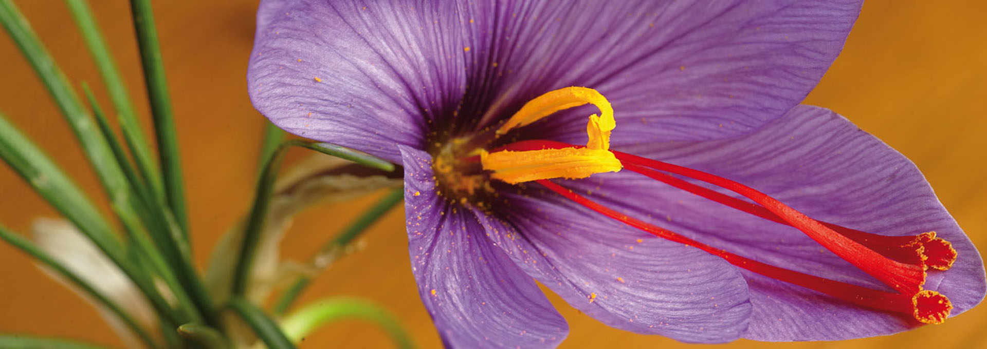 Italian Saffron: Time For A Revival