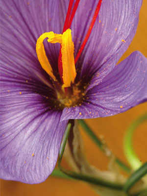 Italian Saffron: Time For A Revival