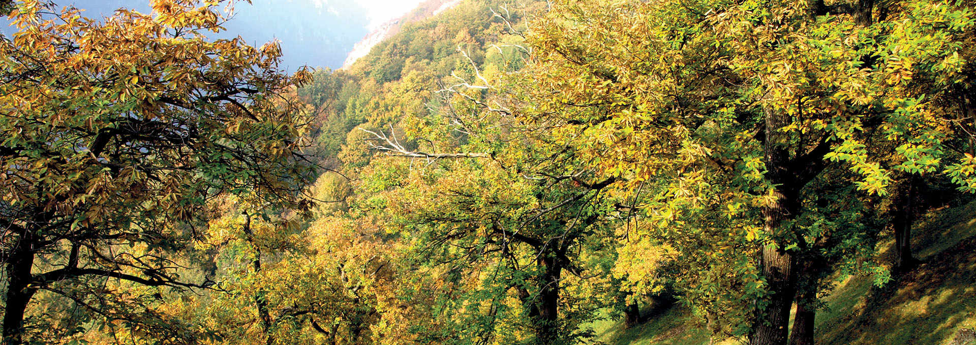 The Chestnut Woods of Insubria