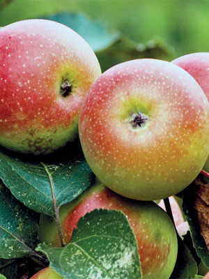 The Pink Apple of The Sibillini Mountains