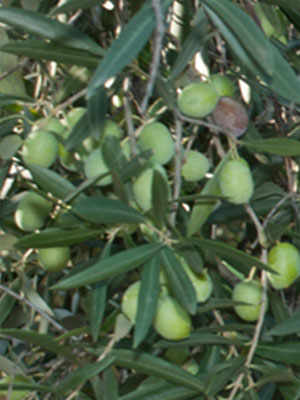 The Carolea Variety: The Queen of the Lametia PDO Extra-Virgin Olive Oil