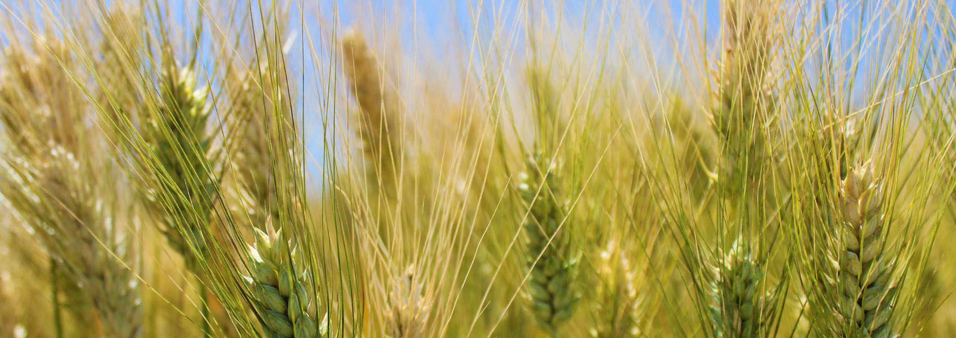 Ancient Wheat Packed With Goodness