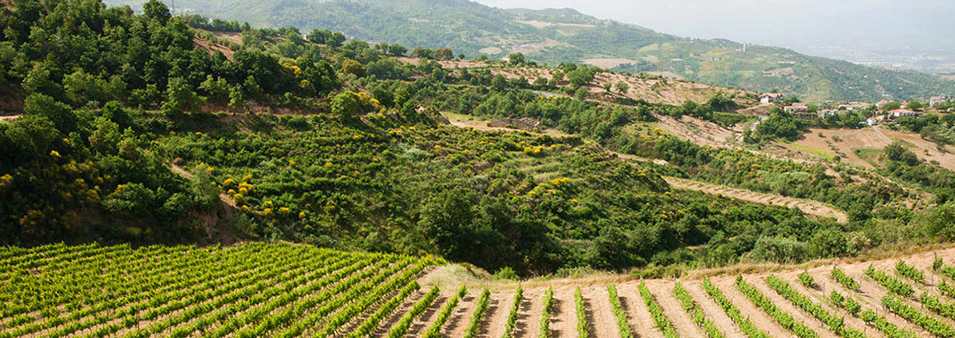 Terre di Cosenza Wine