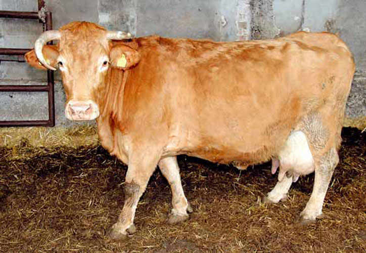 The Varzese Breed: Not Only Cheese
