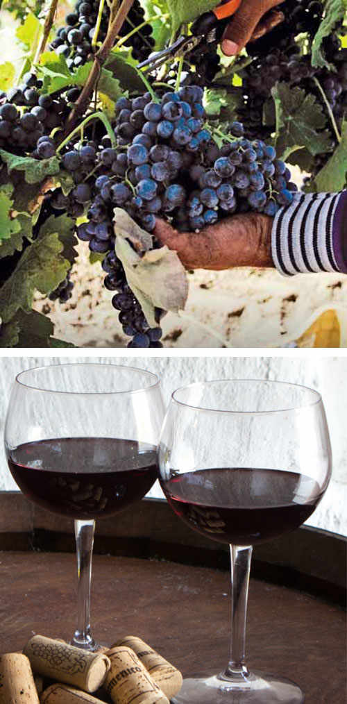 Basilicata Wines: Discovering The Excellence