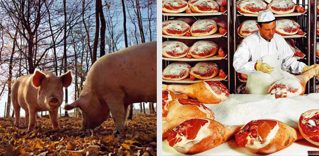 The leg meat from which the ham is made comes from pigs reared in ten locations around northern and central Italy.