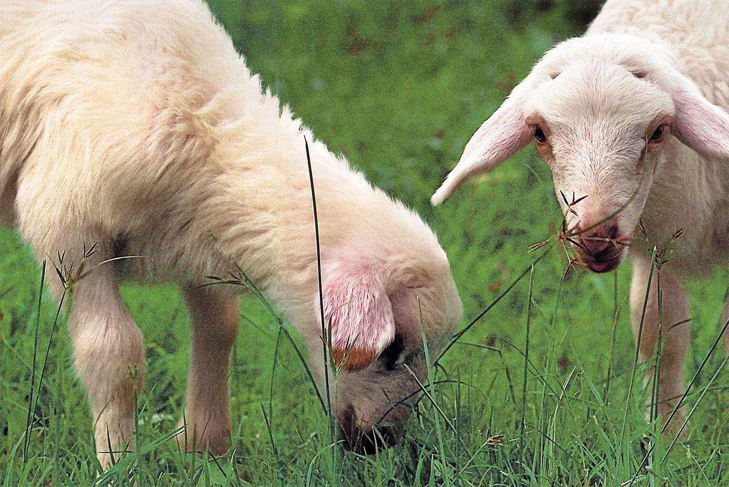 Sardinian Made Lamb – Highly Nutritious