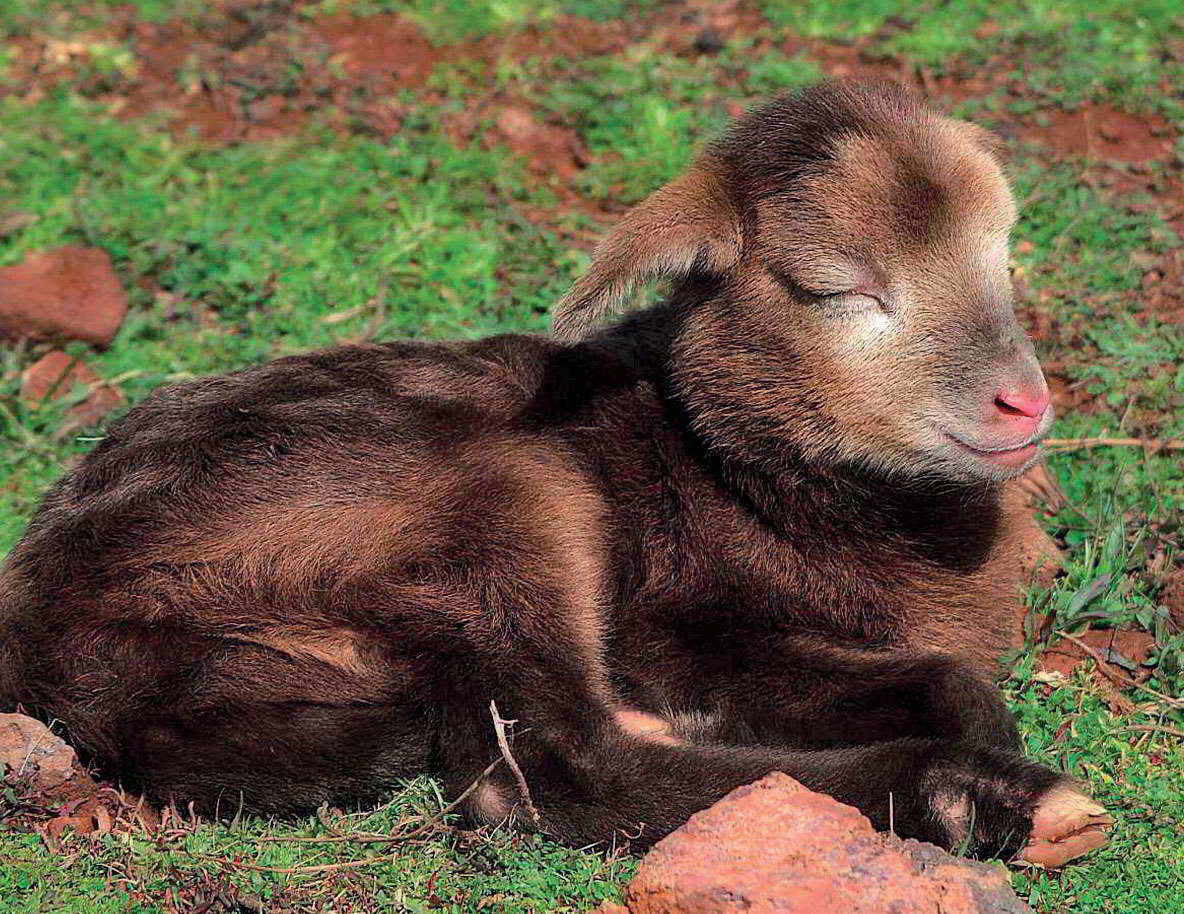 Sardinian Made Lamb – Highly Nutritious