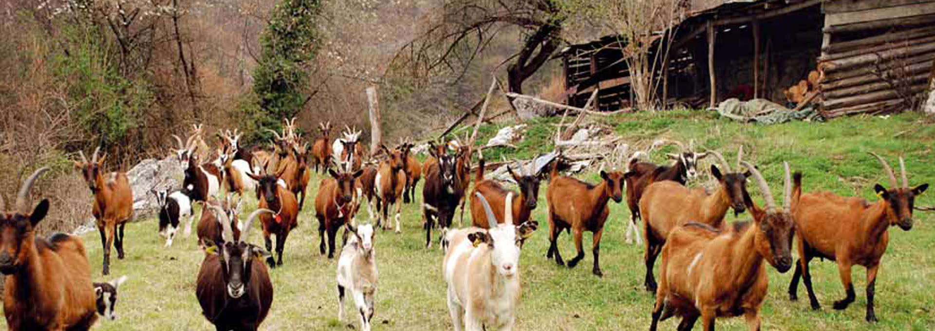 Happy Goats