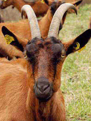 The Happy Goats of Val di Gresta