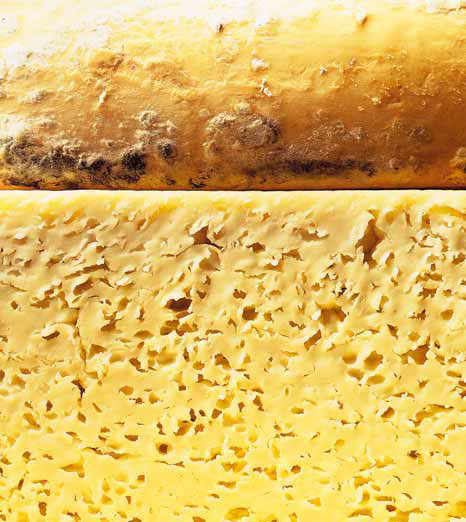Lodi’s traditional Pannerone cheese.