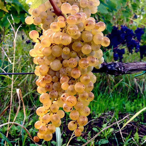 Etna Wines. The Carricante grape.