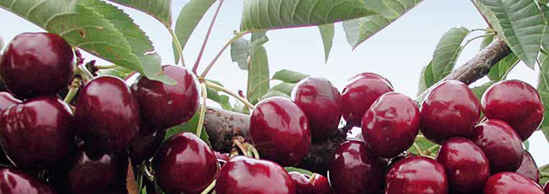 The Wild Cherry Wine of Marche, Visciolata