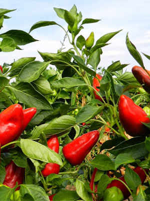 Peperoncino: Hot and Healthy