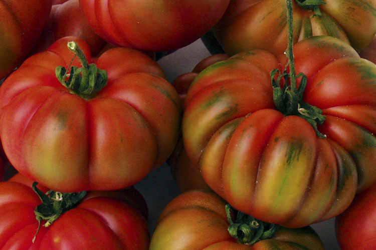 The Tomato of Pachino: Costoluto.