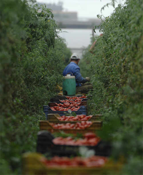 The World-Famous San Marzano Tomato