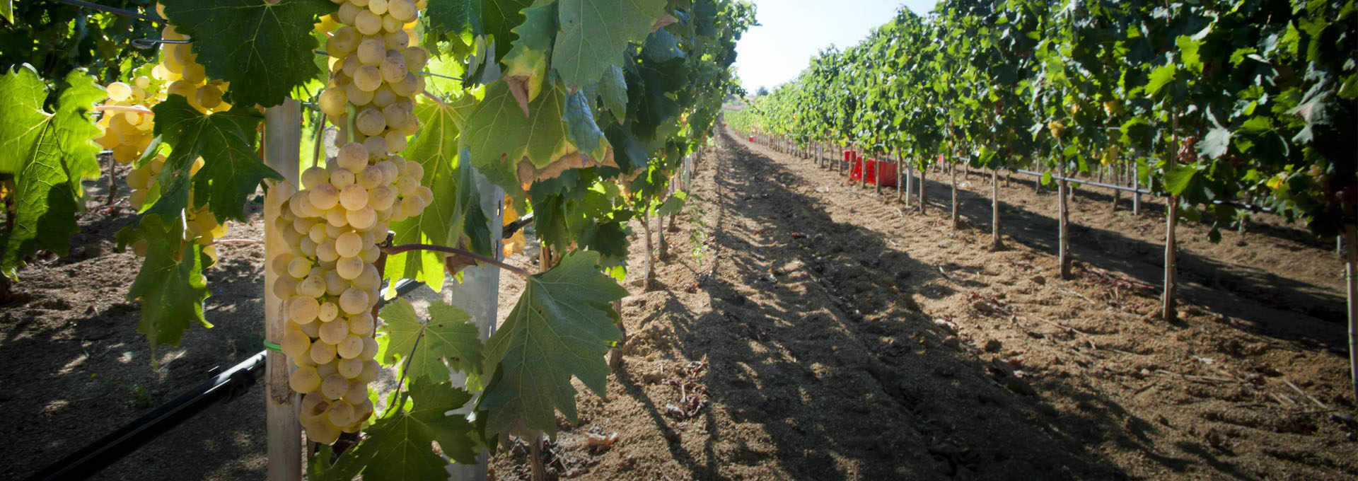 Vermentino di Gallura