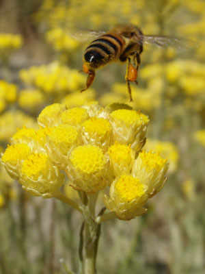 “Beach” Honey: The Sweet Flavour of the Sea