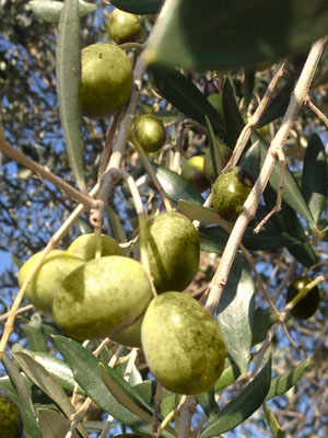 The Umbria PDO: Colli del Trasimeno and Colli Orvietani