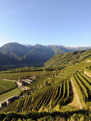 Valtellina Red Wines