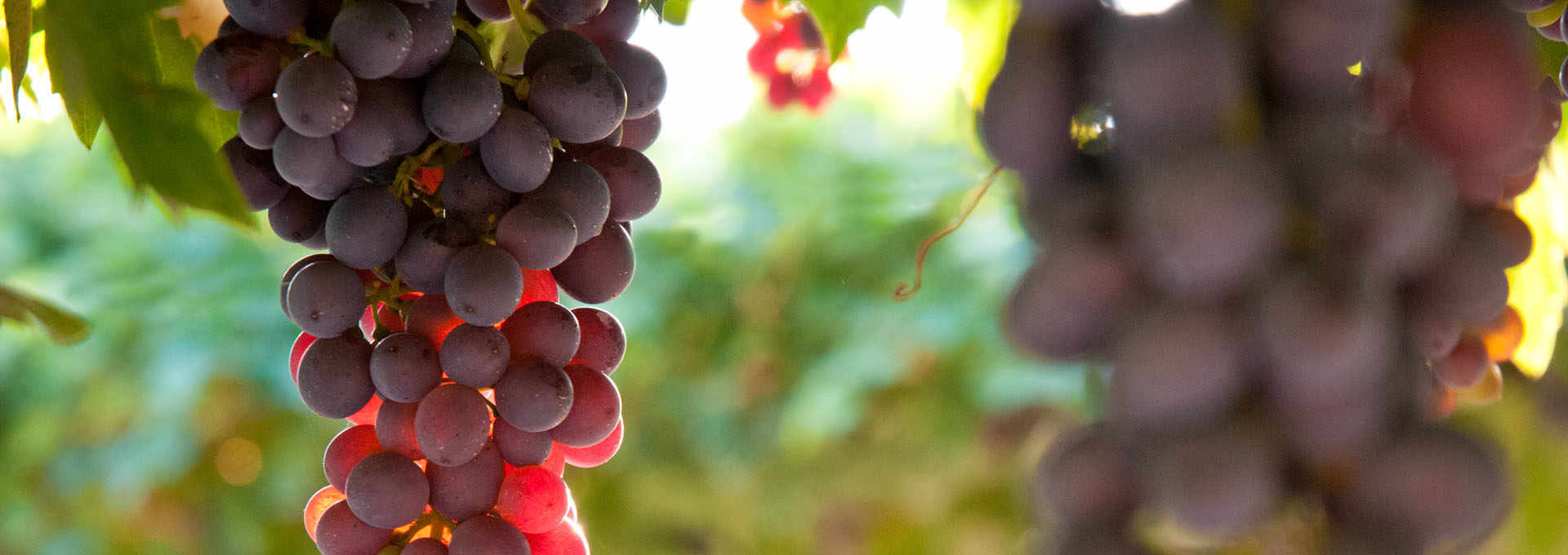 Amarone della Valpolicella